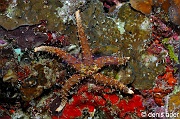Gomophia-watsoni Etoile egyptienne avec tubercule violet-Komodo Golden channel-12m-20160809nuit-Denis-ADER-DSC_1373_tn